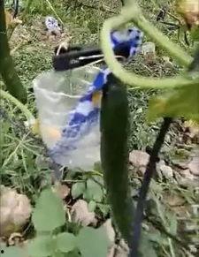 桓台吃瓜事件真相视频,揭秘真相背后的惊人内幕