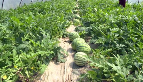 即墨最新吃瓜事件视频,视频揭秘惊人真相！