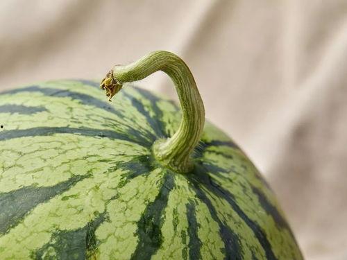 上海事件吃瓜,揭秘背后真相，吃瓜群众如何解读风云变幻