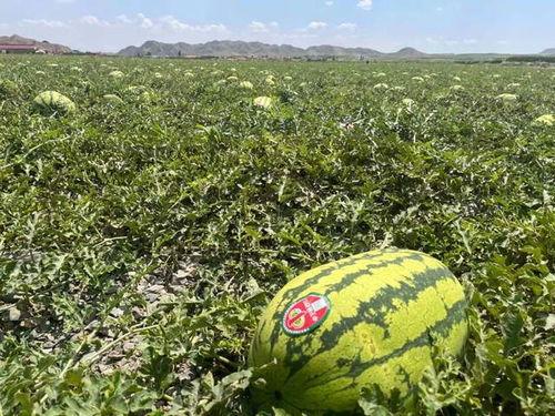 宁夏吃瓜最新事件,揭秘背后真相与网络热议