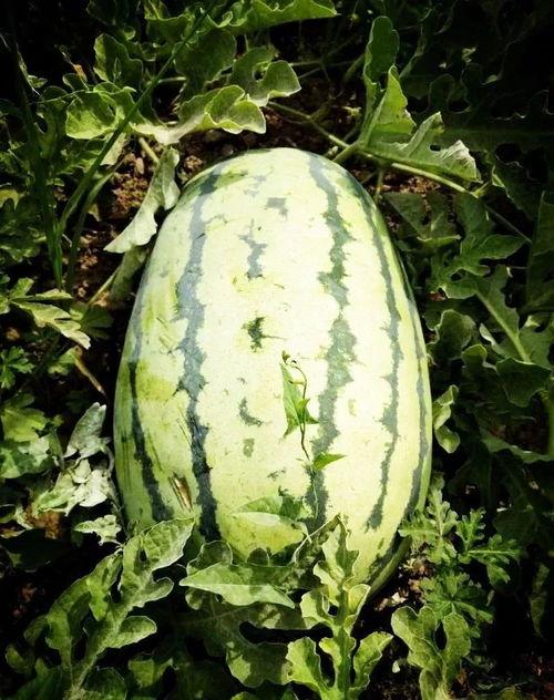 河南长垣最近出了什么吃瓜事件,引发全民热议！