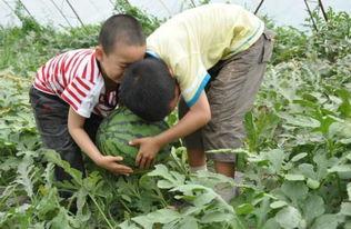 河南长垣最近出了什么吃瓜事件,引发全民热议！