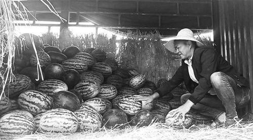 深圳水贝吃瓜群众事件,一场网络舆论的风暴与反思
