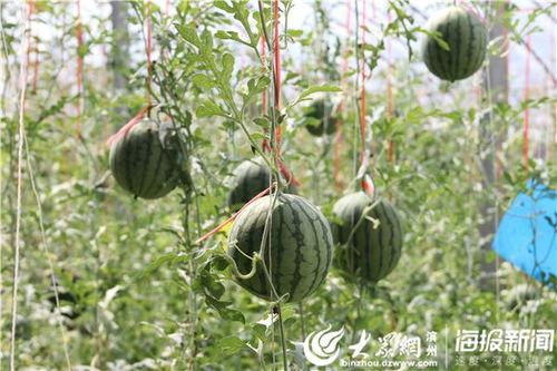 砀山吃瓜事件视频