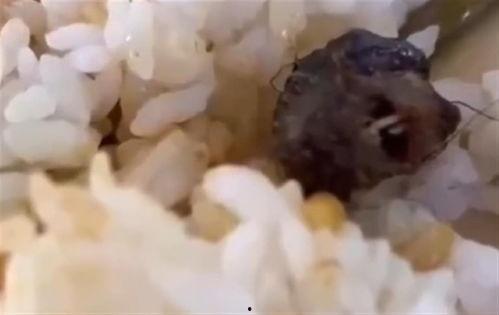 江西食堂吃瓜事件视频