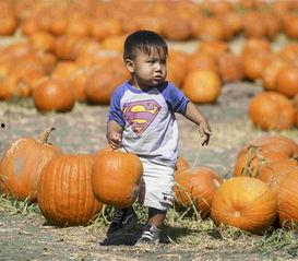 南瓜吃瓜事件图片高清大图