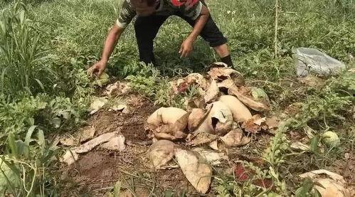 永年吃瓜最新事件