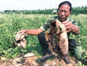 永年吃瓜最新事件