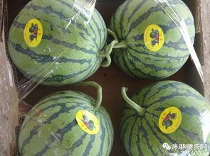 沛县吃瓜事件,一场网络舆论的风暴与反思