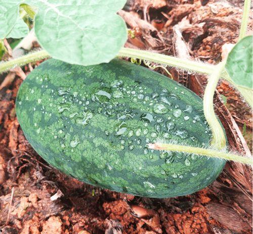 福建莆田吃瓜事件视频,一场网络热议的真相探寻之旅