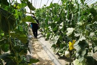 果园吃瓜事件视频,一场引发热议的乡村冲突瞬间