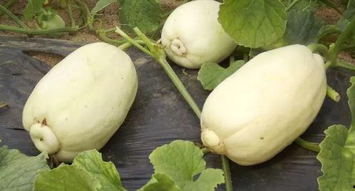 青州网红吃瓜事件