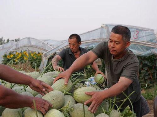 邢台留村吃瓜事件