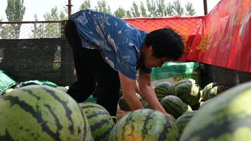 邢台留村吃瓜事件