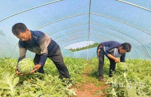 邢台留村吃瓜事件