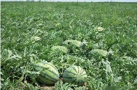 蠡县长瑞四期吃瓜事件,揭秘背后真相与反思