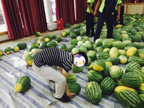 蠡县长瑞四期吃瓜事件,揭秘背后真相与反思