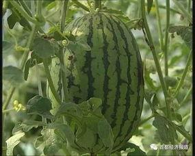 湘潭吃瓜事件最新进展,最新调查结果及后续影响揭秘