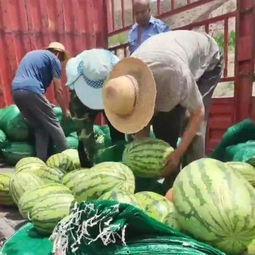 甘肃最新吃瓜事件真相