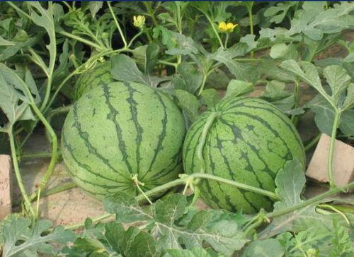 燕山吃瓜事件真相揭秘图片,揭秘背后的真相与争议